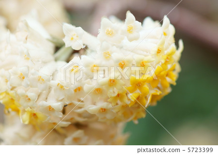 是Mika Okawa的Mitsumata。 是Mika Okawa的Mitsumata。 5723399