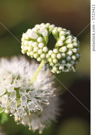 Dangiku白花 5723421