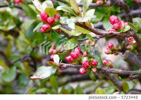 Blurred flowers 5723448