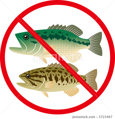 非本地魚種 外來物種 黑鱸 5723467