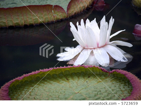 Paraguay Ohio Bonus 5723659