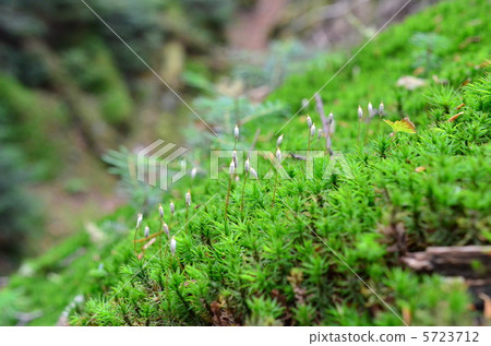 Coseitaka sugi膠水 Coseitaka sugi膠水 5723712