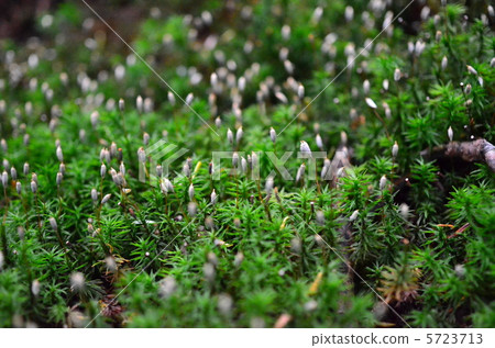 Coseitaka sugi膠水 5723713