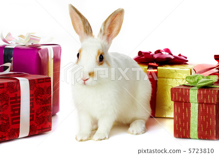 Rabbit and gifts Rabbit and gifts 5723810