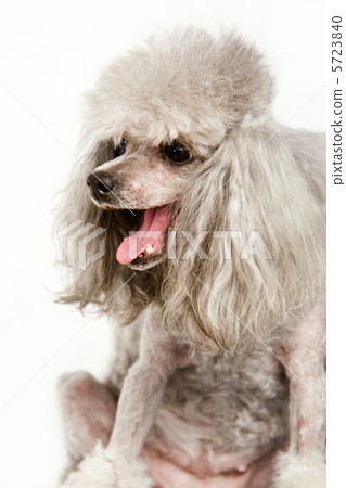 Grey poodle 5723840