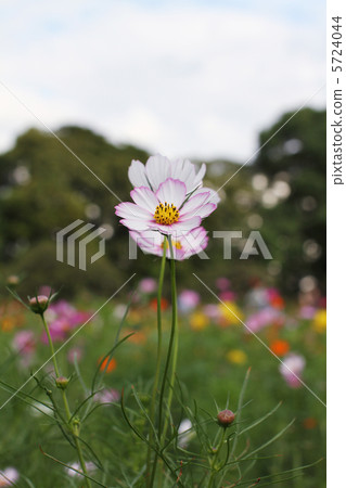 Cosmos 5724044