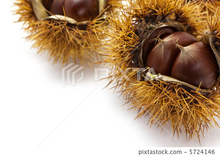 薩基板栗 5724146