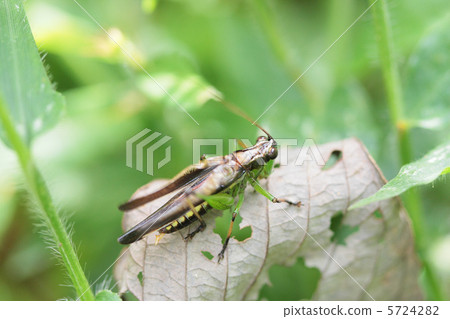 Musk of Sasakiri singing 5724282