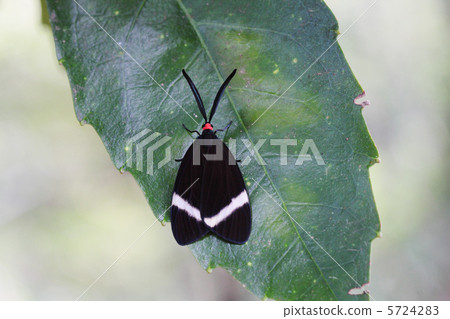 Firefly in a leek of Aoki Firefly in a leek of Aoki 5724283