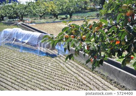 國家秋天 5724400