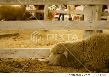 Rokko Mountain Ranch Sheep Rokko Mountain Ranch Sheep 5724401