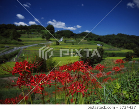 Terada和Higanohana 5724427