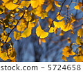 銀杏 銀杏樹 秋天的天空 5724658