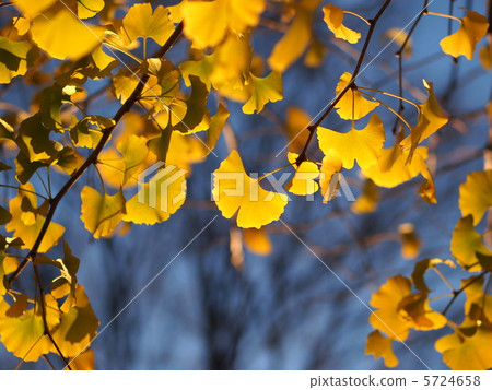 銀杏 銀杏樹 秋天的天空 5724658