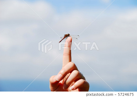 紅蜻蜓卡在手指上 5724675