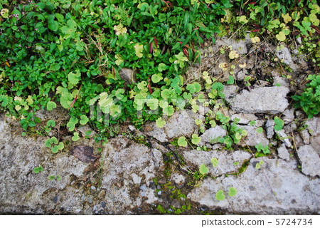 Roadside where grew oak grows Roadside where grew oak grows 5724734