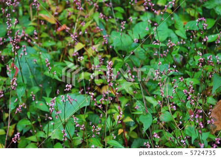 Bud of Inutaden 5724735