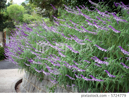 紫水晶聖人 5724779