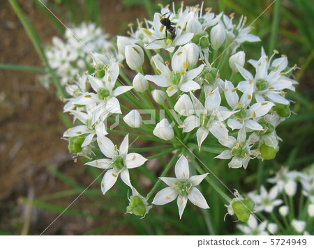 Nira is a kind of green onion 5724949
