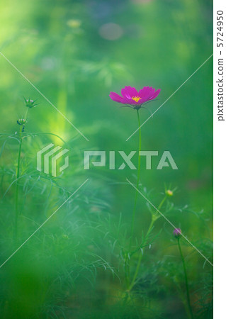 Cosmos 5724950