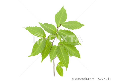 Wakaba (beech) 5725212