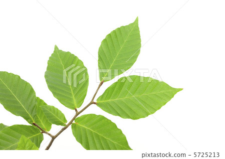 Wakaba (beech) Wakaba (beech) 5725213