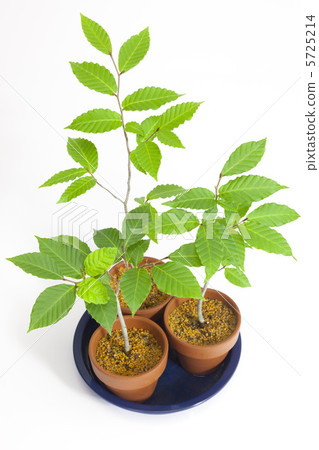 Saplings (beech) 5725214