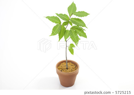 Saplings (beech) 5725215