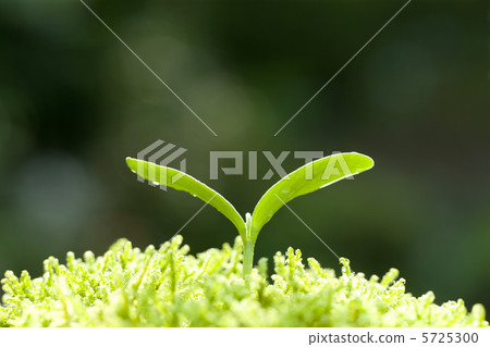 Futaba's sprout · tochama 5725300