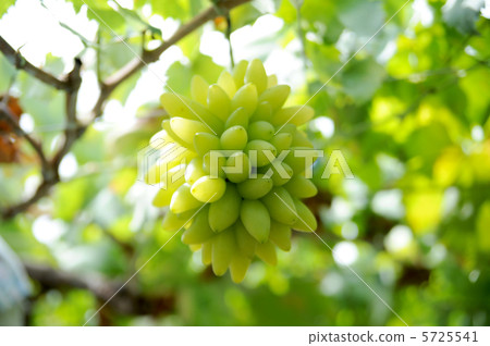 Grapes Grapes 5725541