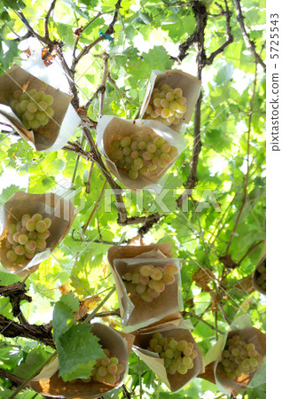 Grapes Grapes 5725543
