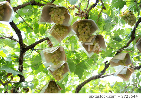 Grapes 5725544