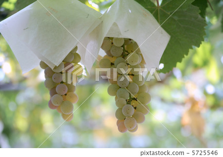 Grapes Grapes 5725546