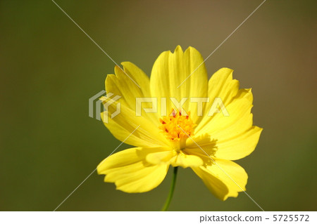 Yellow flower cosmos 5725572