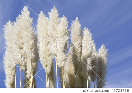 Panpasugurasu Panpasugurasu 5725716