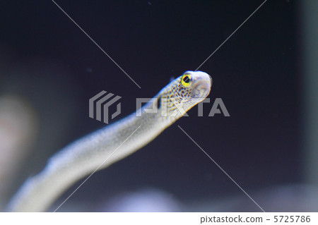 Chinese eel Chinese eel 5725786
