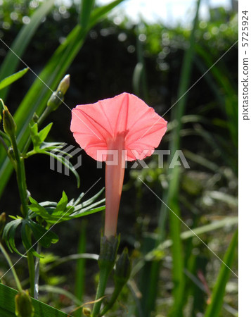 秋天的甲蟲（Hagoromokushikusu） 5725924