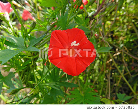 秋天的甲蟲（Hagoromokushikusu） 5725925