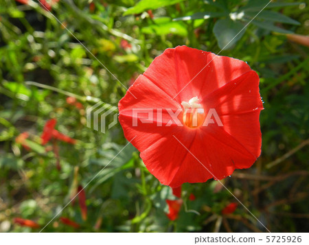 秋天的甲蟲（Hagoromokushikusu） 5725926