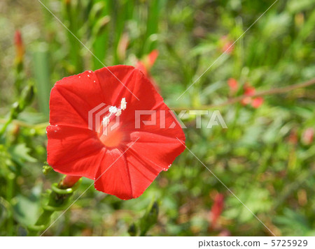 Autumn beetle (Hagoromokushikusu) 5725929