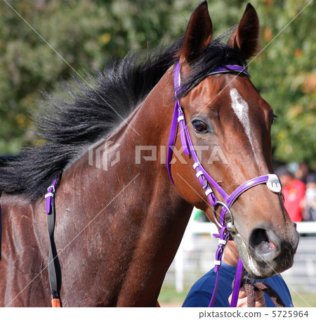 Horses portrait 5725964