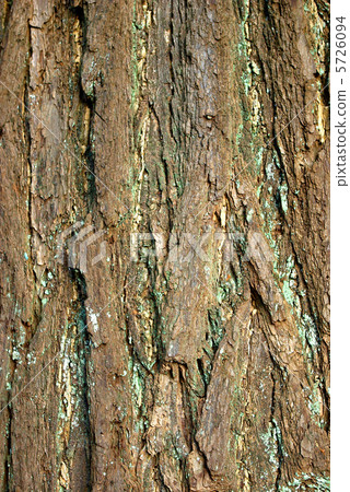 Bark of big tree ginkgo 5726094