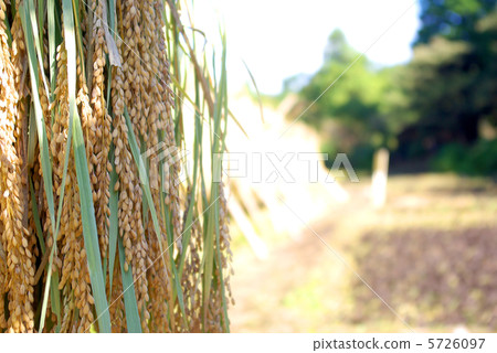 米飯在米幹 5726097