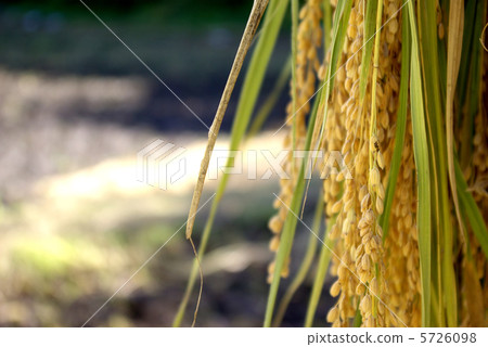 米飯在米幹 5726098