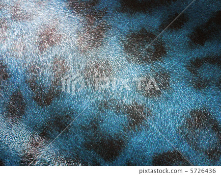 Leopard print Leopard print 5726436