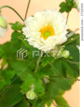 Flower of autumn Flower of autumn 5726569