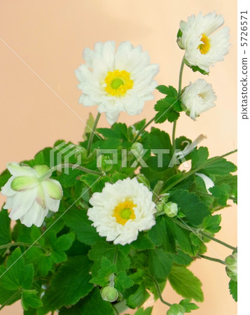 Flower of autumn Flower of autumn 5726571