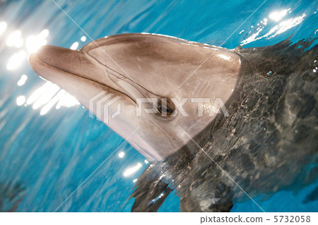 Dolphin in water 5732058