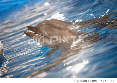 Dolphin in water 5732074