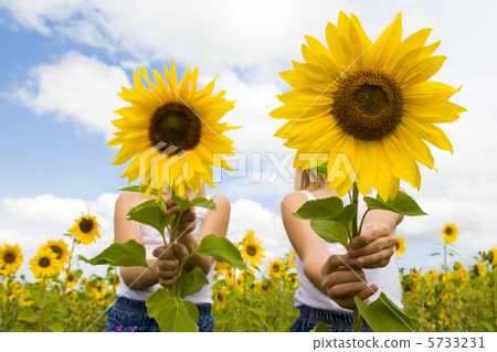 Behind sunflowers Behind sunflowers 5733231